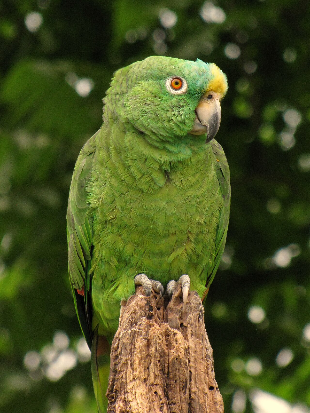 Amazona frente amarilla (Amazona ochrocephala)