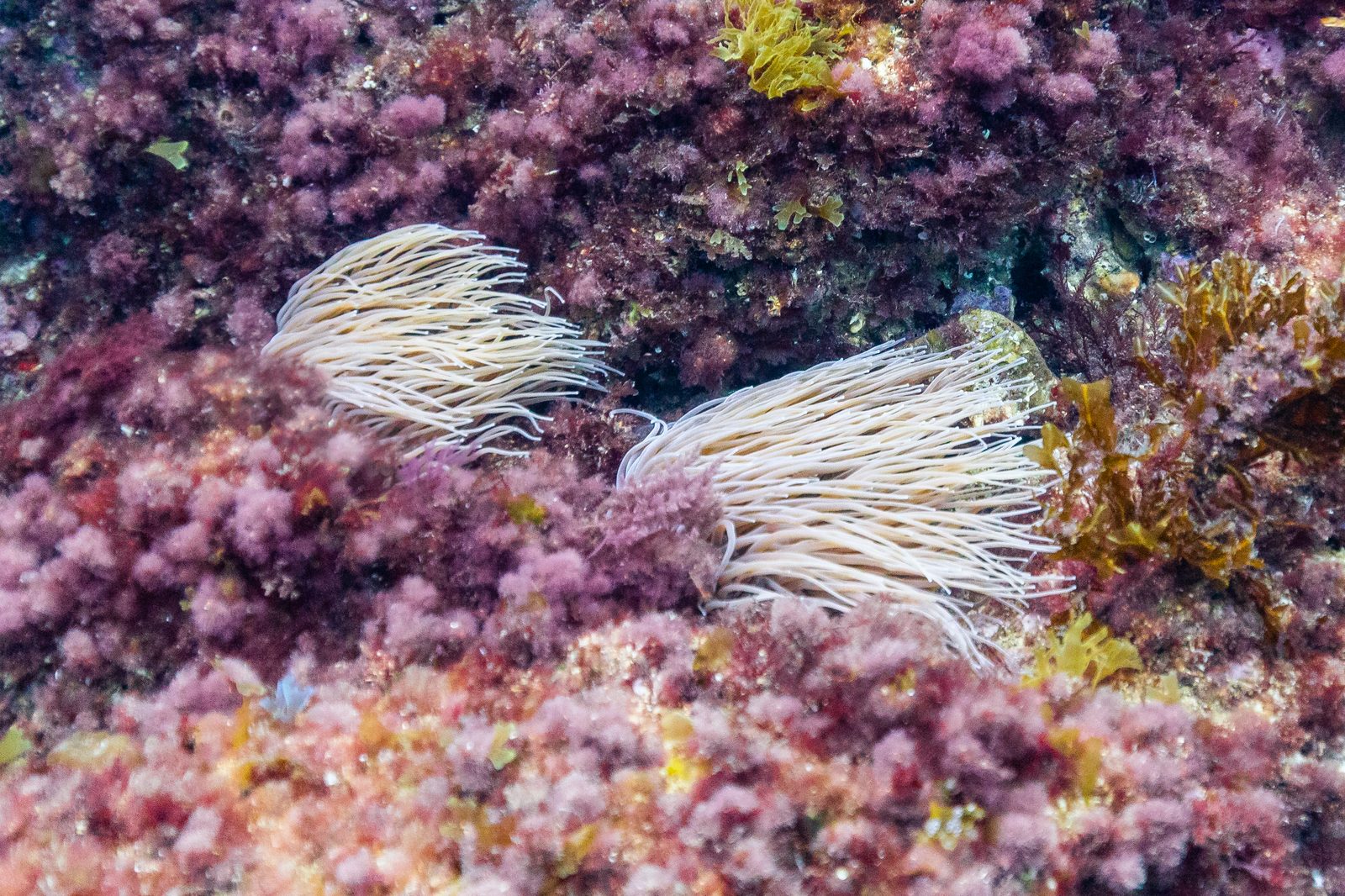 Anémona común de mar (Anemonia sulcata) en fondo rocoso del Cantábrico