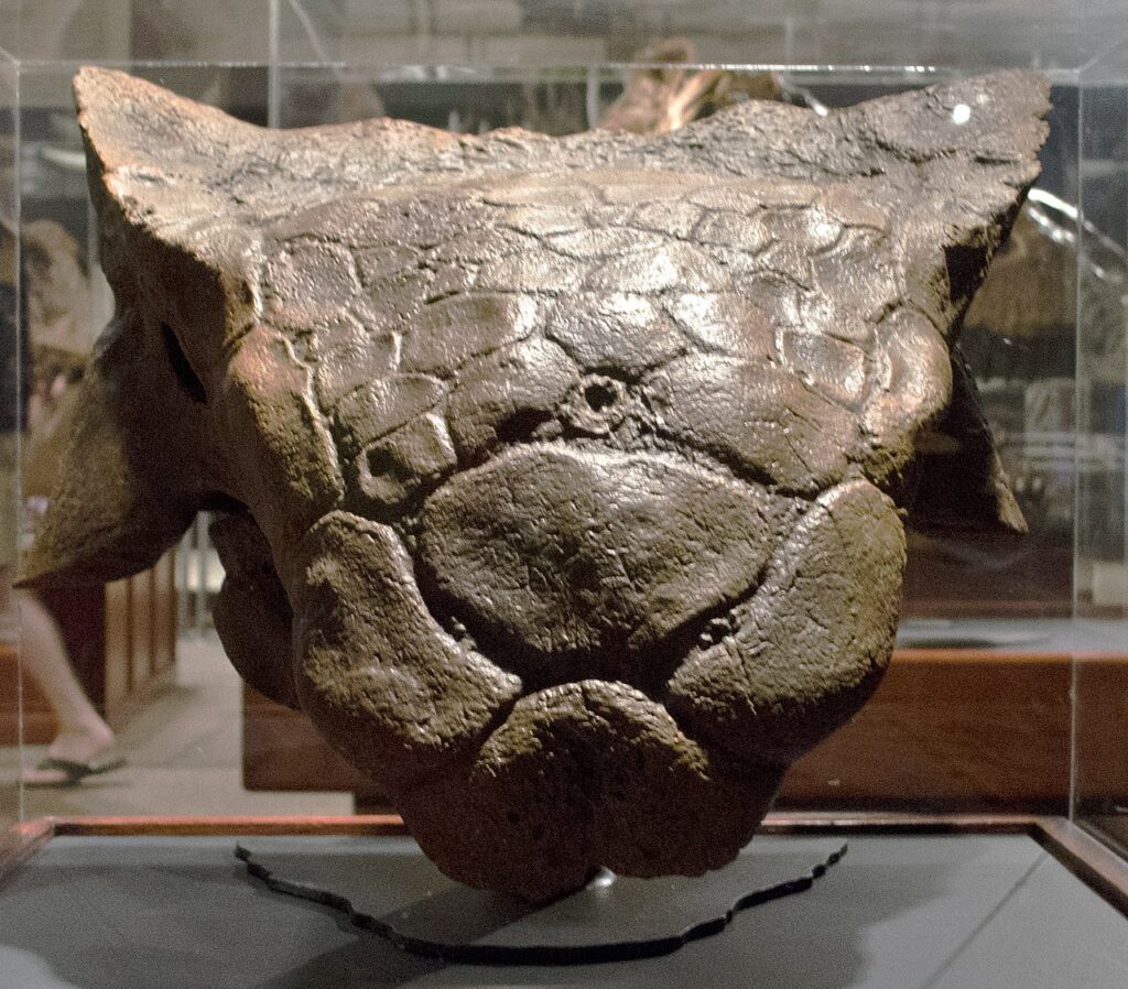 Ankylosaurus cráneo fósil