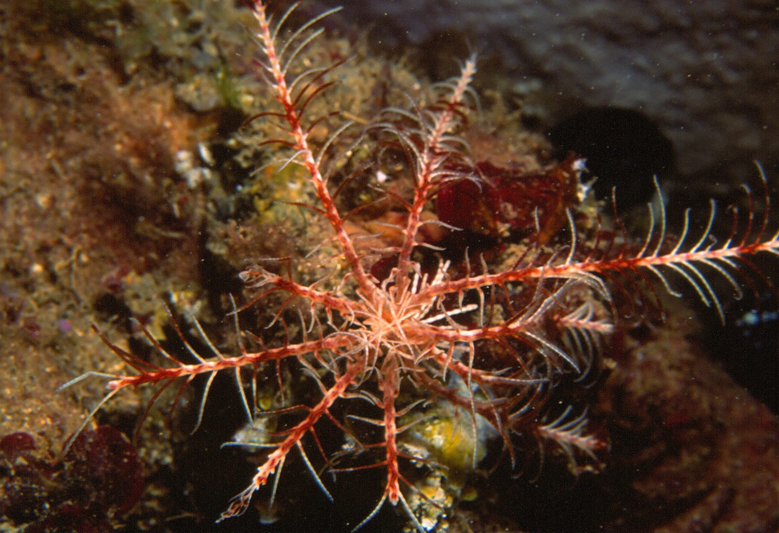 Lirio de mar mediterráneo (Antedon mediterranea) con sus diez brazos plumosos extendidos en un fondo coralígeno