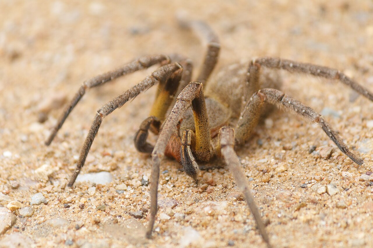 Araña bananera brasileña (Phoneutria nigriventer)