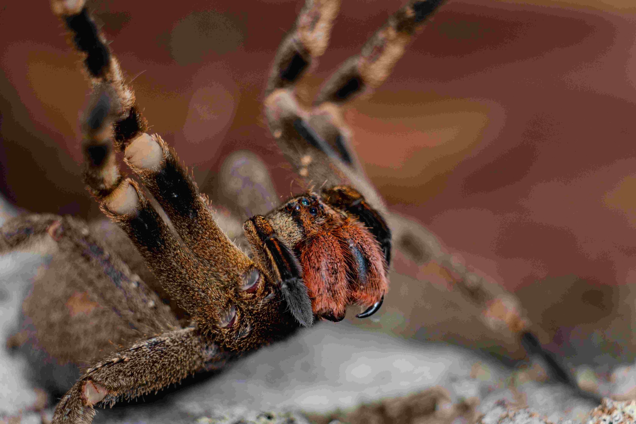 Araña bananera brasileña