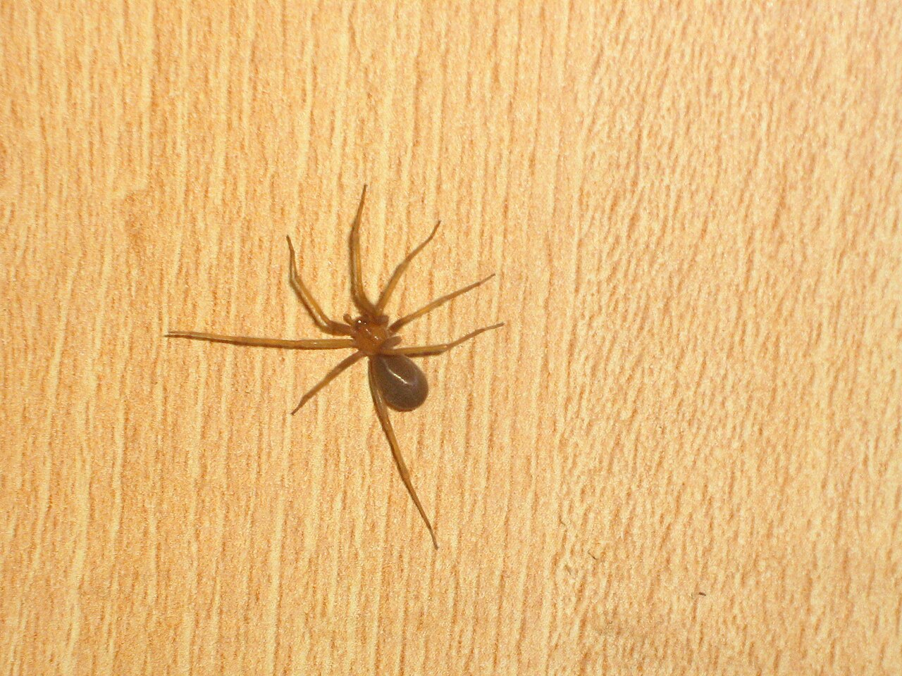 Araña reclusa chilena (Loxosceles laeta)