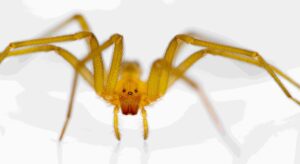 Araña reclusa chilena