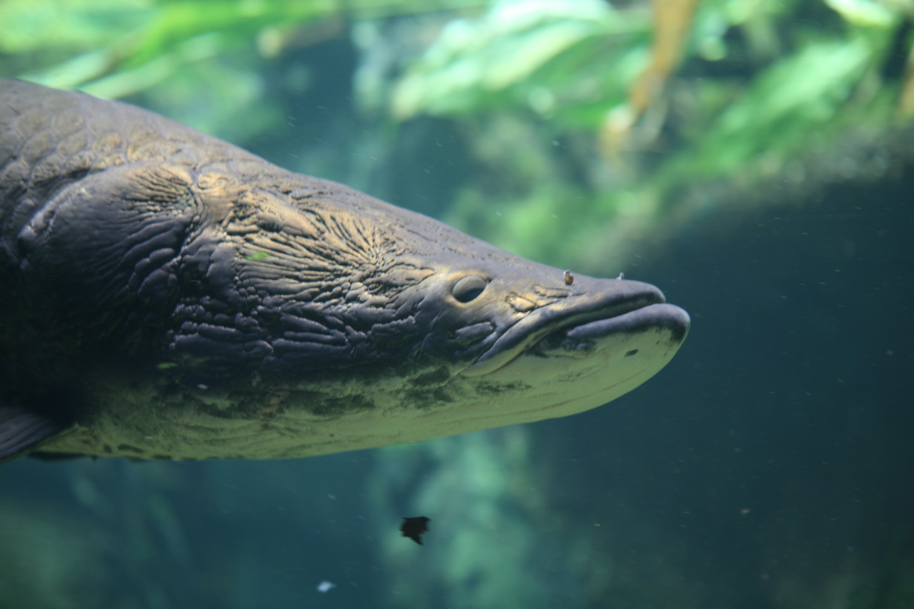 Arapaima o pirarucú (Arapaima gigas)