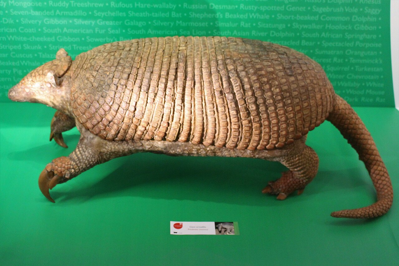 Armadillo gigante (Priodontes maximus)