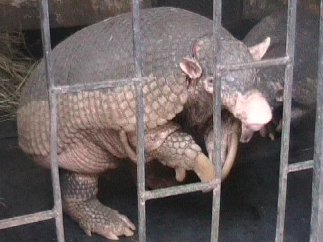 Armadillo gigante (Priodontes maximus) en su hábitat selvático