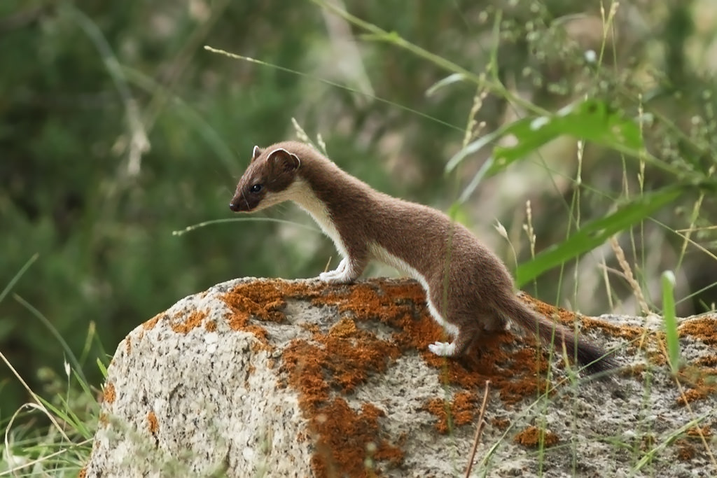 Armiño (Mustela erminea)
