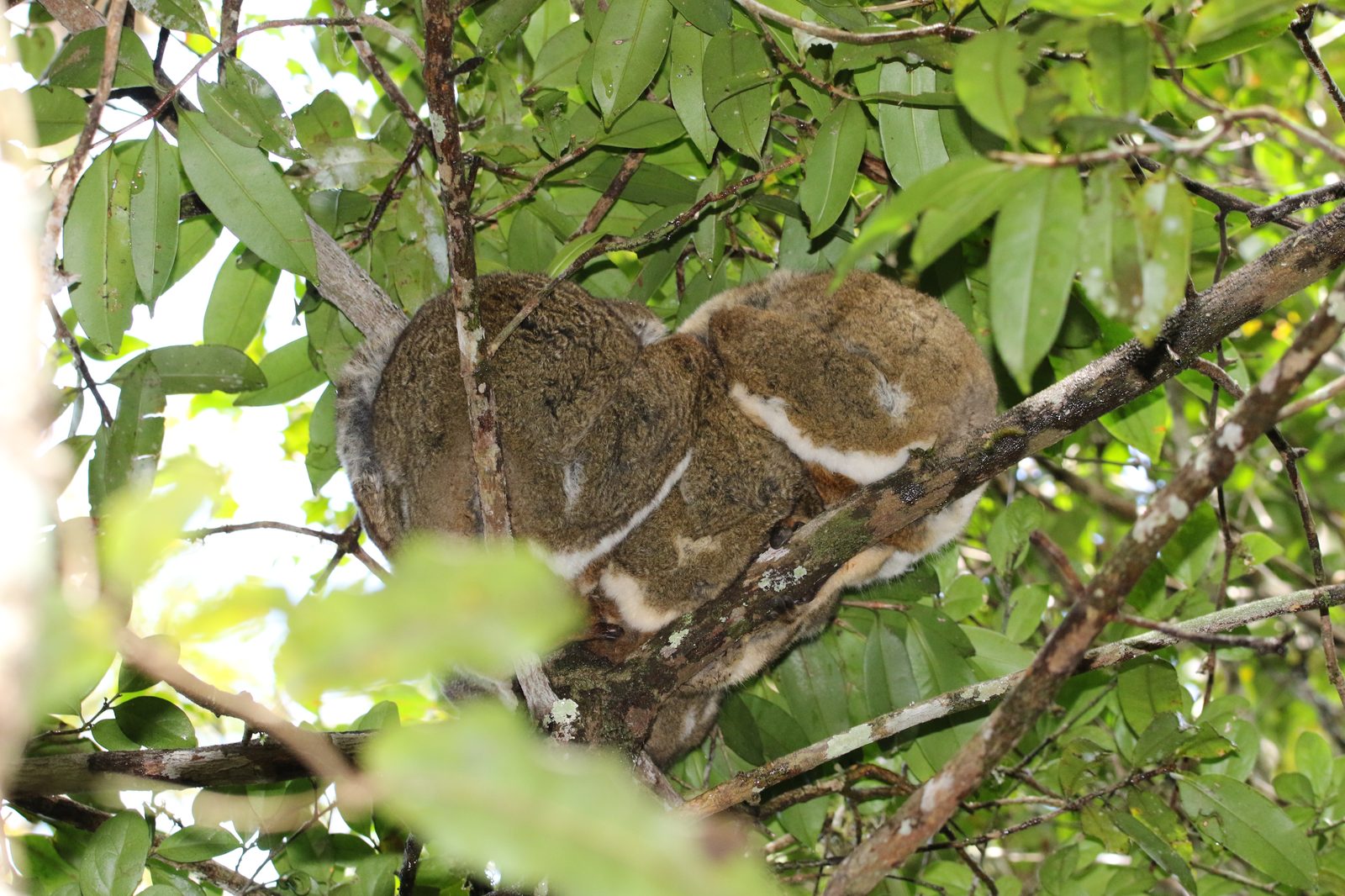 Avahí oriental (Avahi laniger), lémur lanudo nocturno de Madagascar