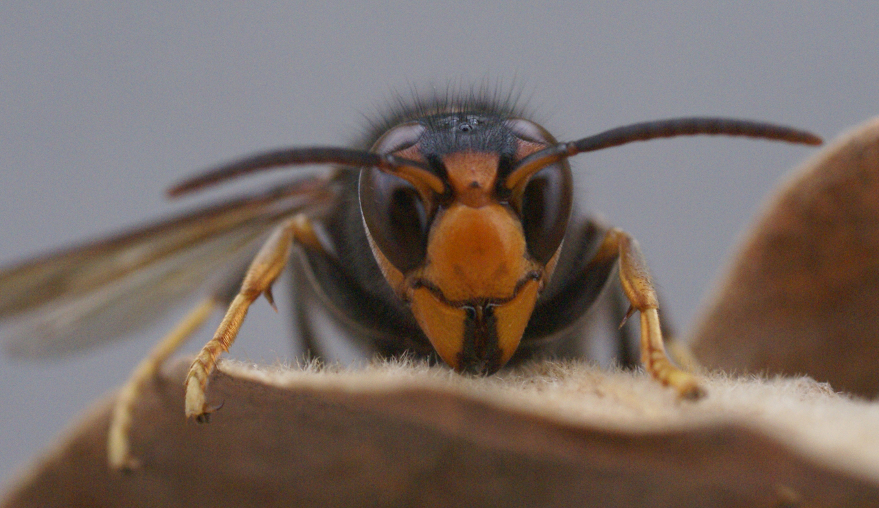 Avispa asiática (Vespa velutina)