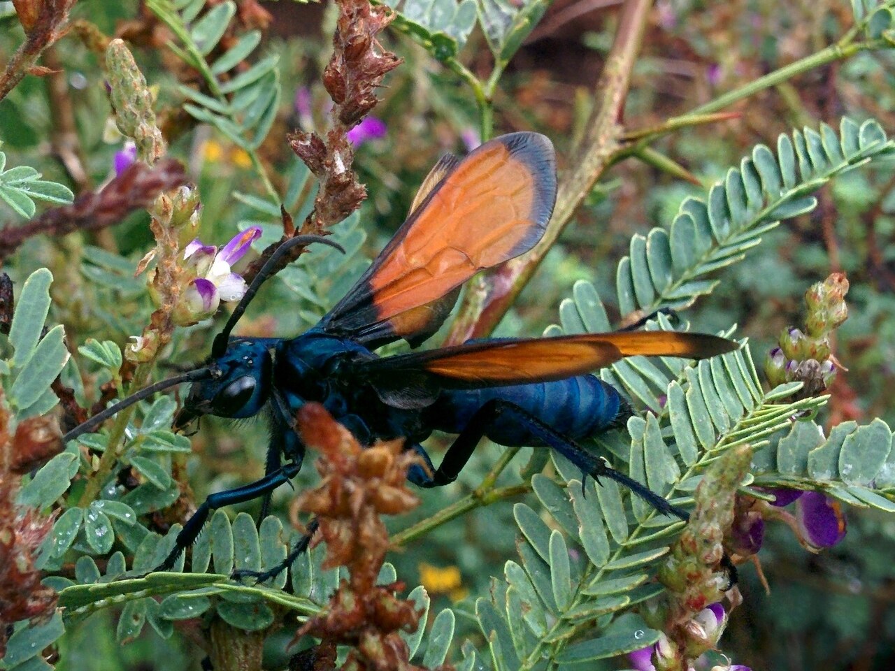 Avispa cazadora de tarántulas (Pepsis grossa)