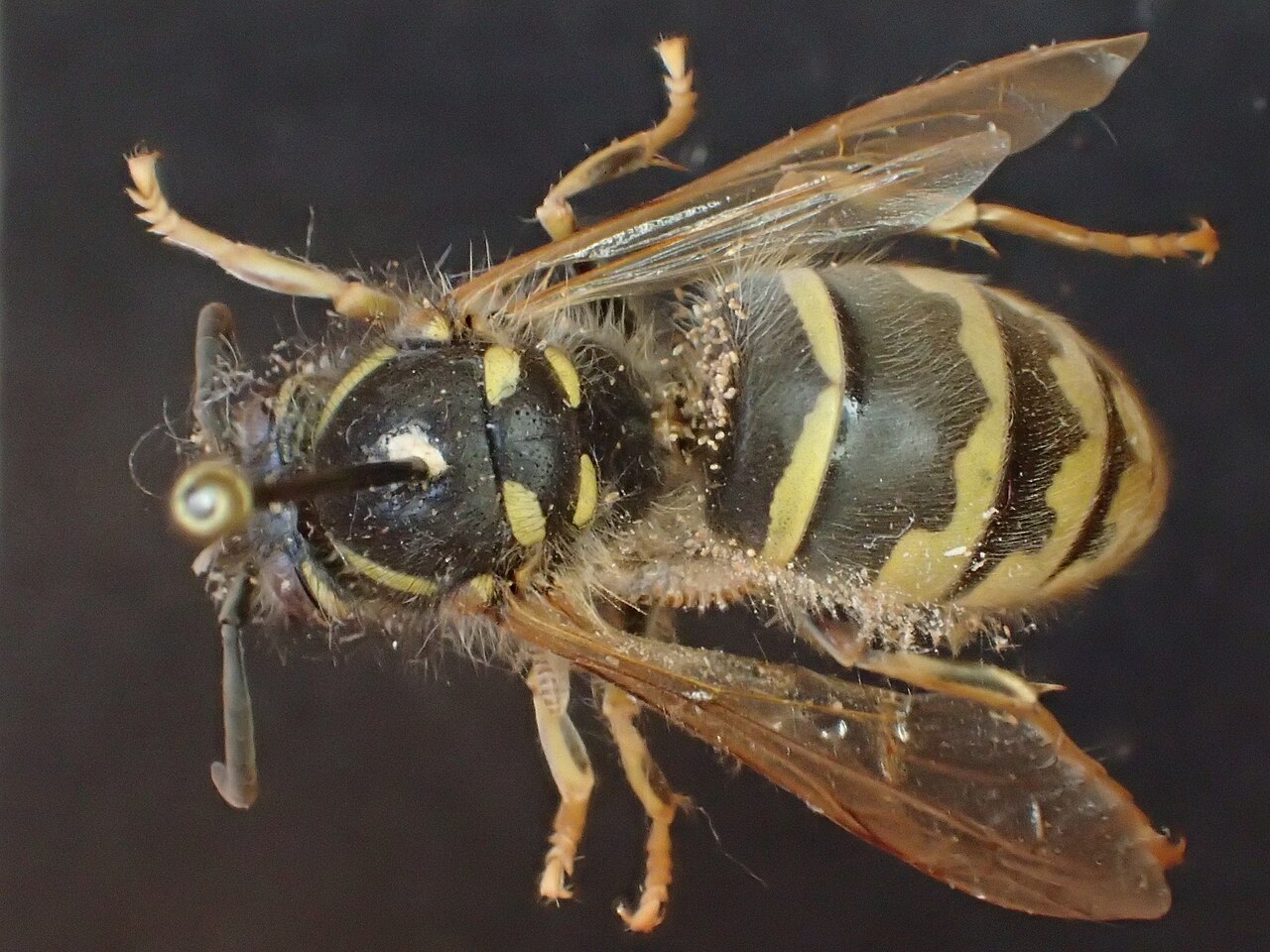Avispa común (Vespula vulgaris)