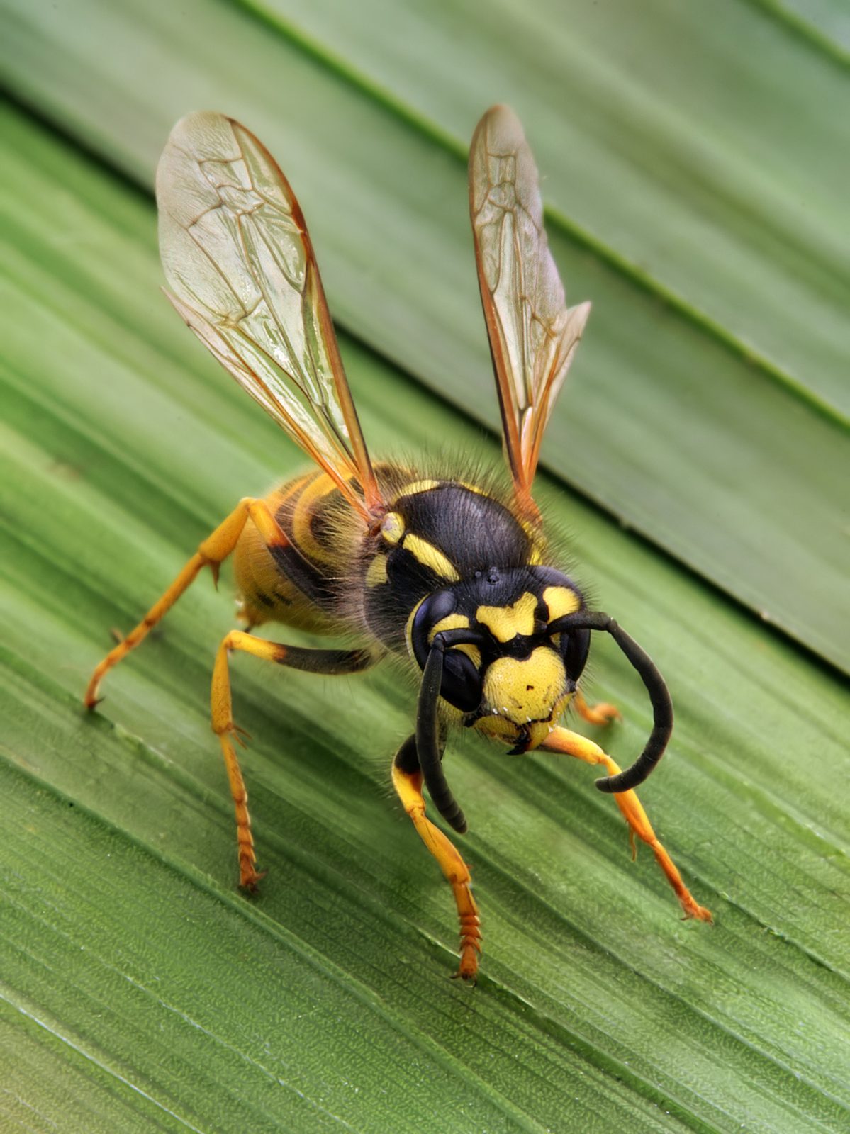 Avispa común europea (Vespula germanica) en primer plano