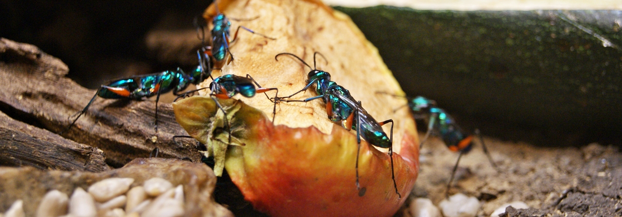 Avispa esmeralda joya (Ampulex compressa)