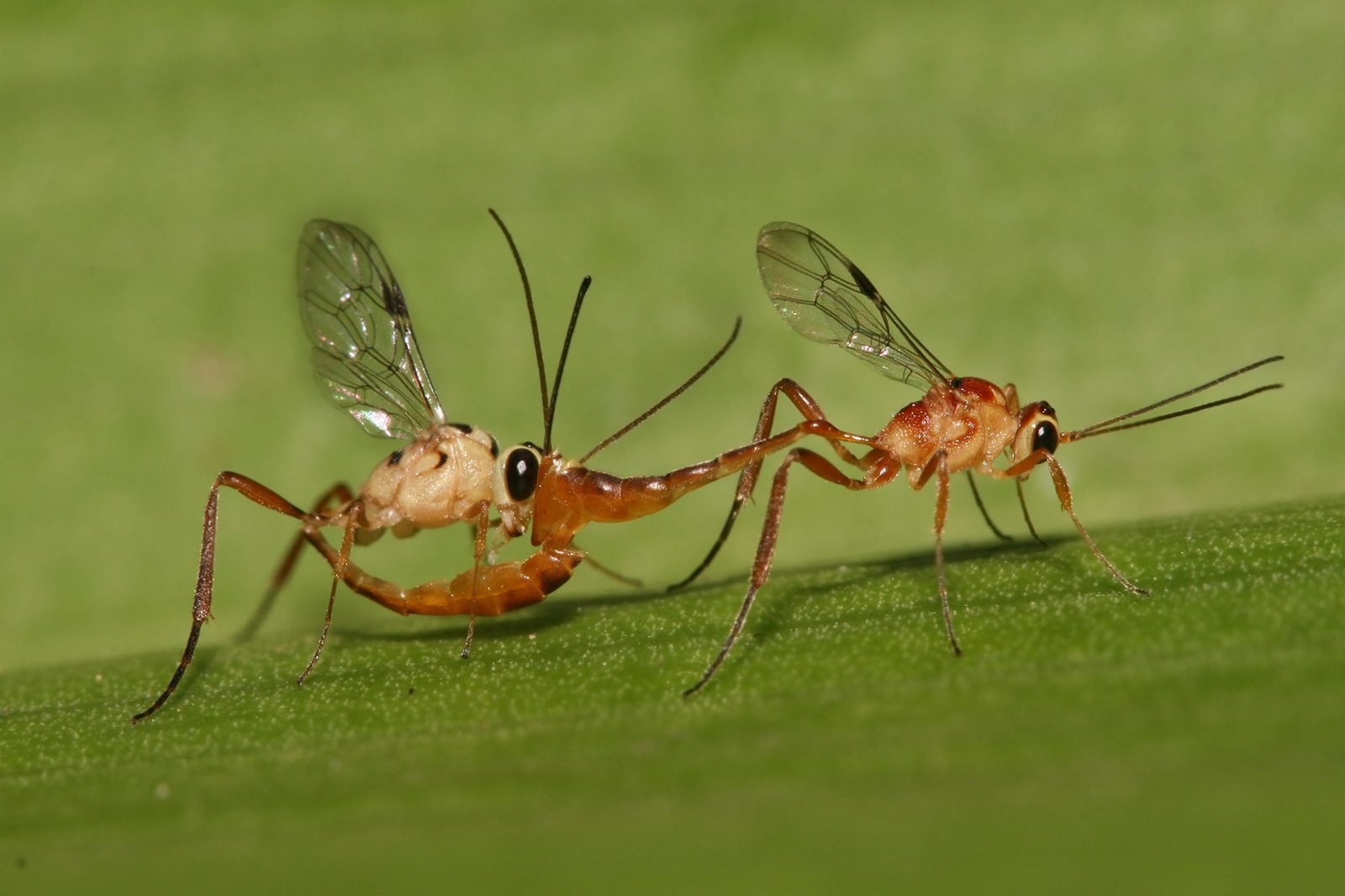 Pareja de avispas parásitas icneumónidas (Ichneumonidae)