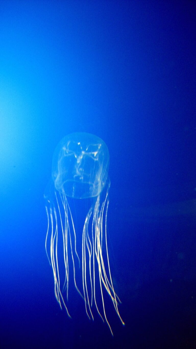 Avispa marina (Chironex fleckeri)
