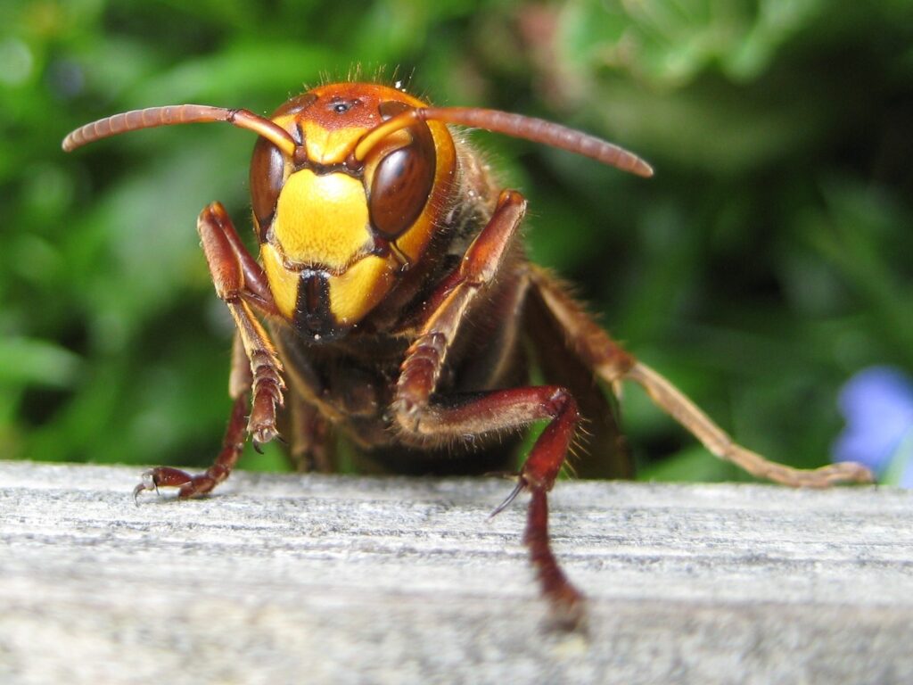Avispón europeo (Vespa crabro)