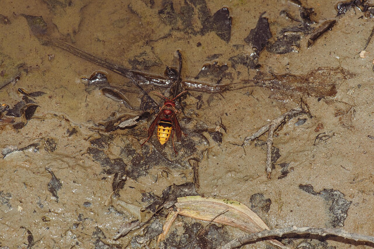 Avispón europeo (Vespa crabro)