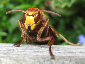 Avispón europeo (Vespa crabro): la avispa social más grande de Europa