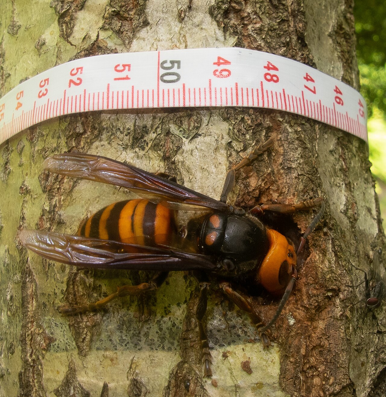 Avispón gigante asiático (Vespa mandarinia)