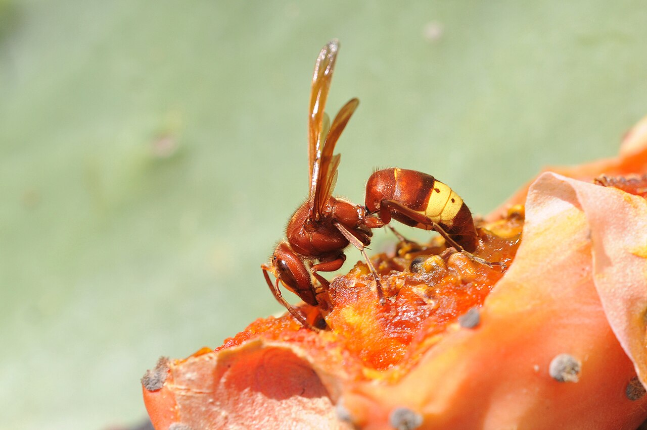 Avispón oriental (Vespa orientalis)