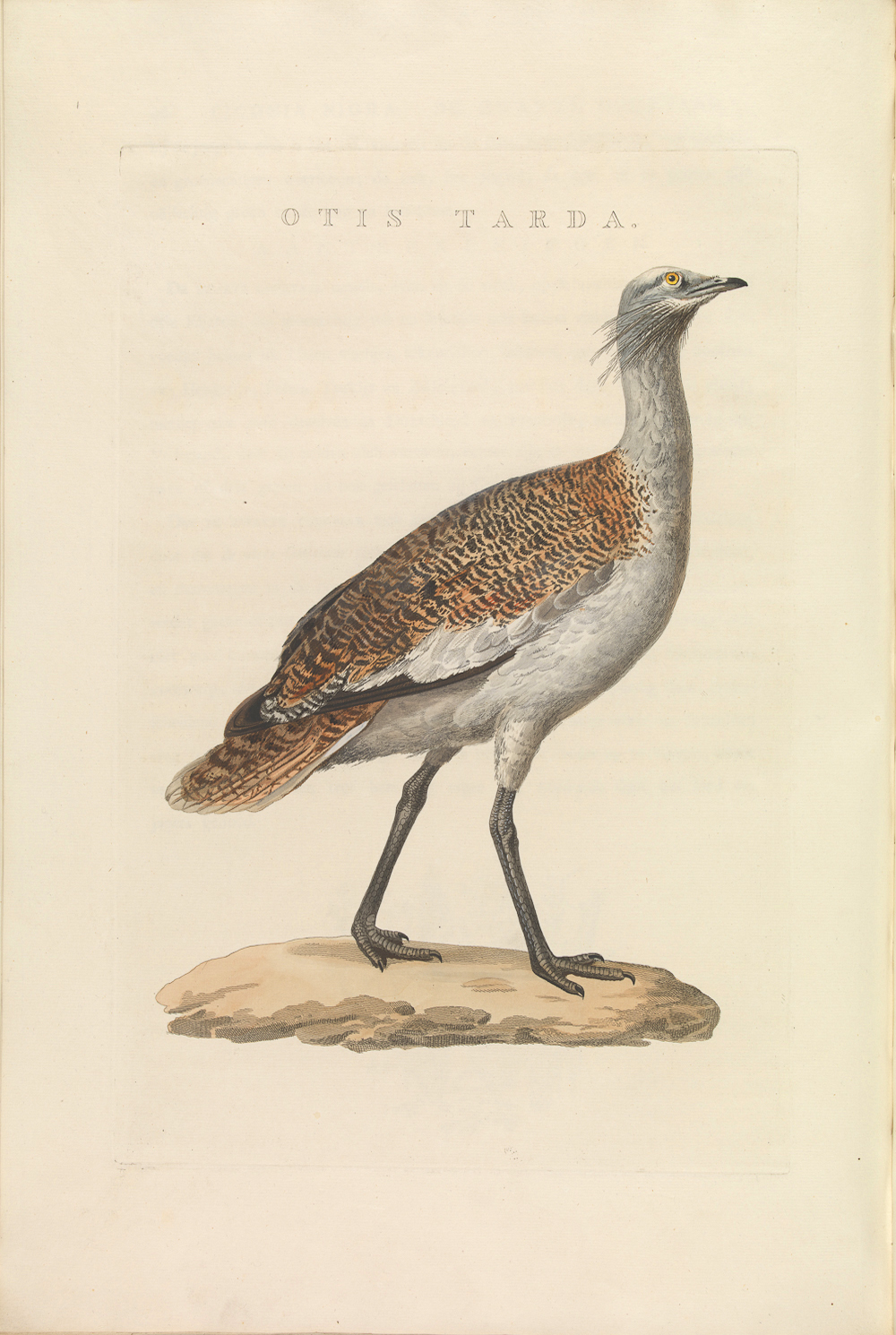 Avutarda euroasiática (Otis tarda)