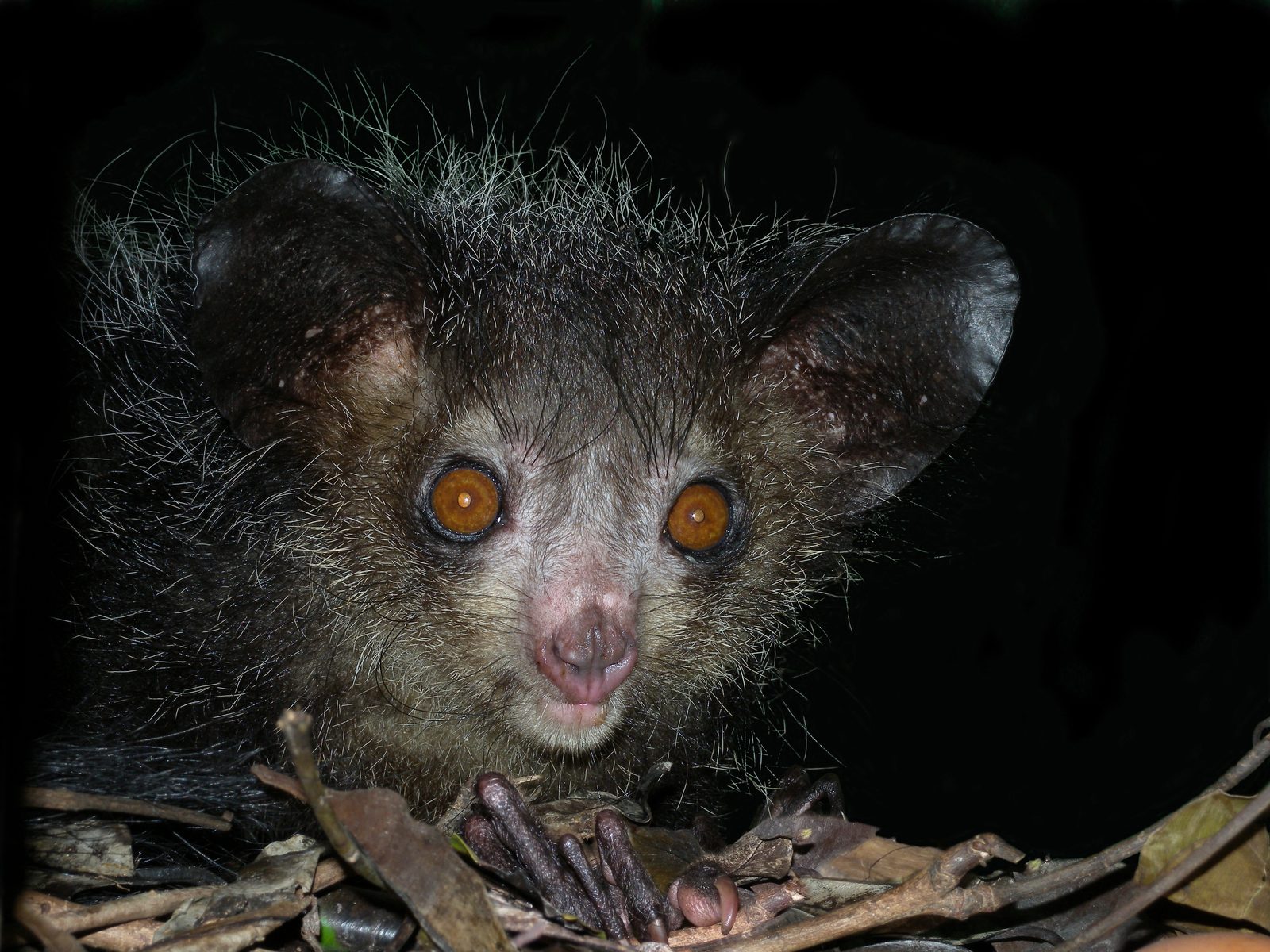 Aye-aye (Daubentonia madagascariensis), el lémur nocturno con dedo medio extensible