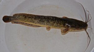 Bagre africano (Clarias gariepinus)