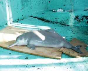 Baiji: el delfín del río Yangtsé posiblemente extinto