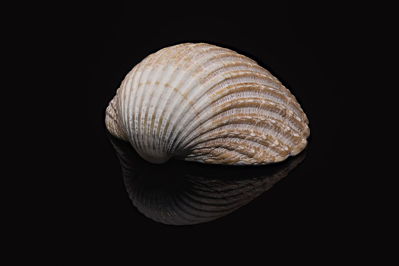Berberecho (Cerastoderma edule)