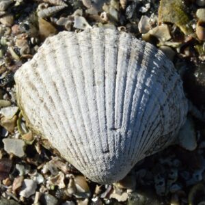Berberecho (Cerastoderma edule): el bivalvo emblemático del marisqueo gallego