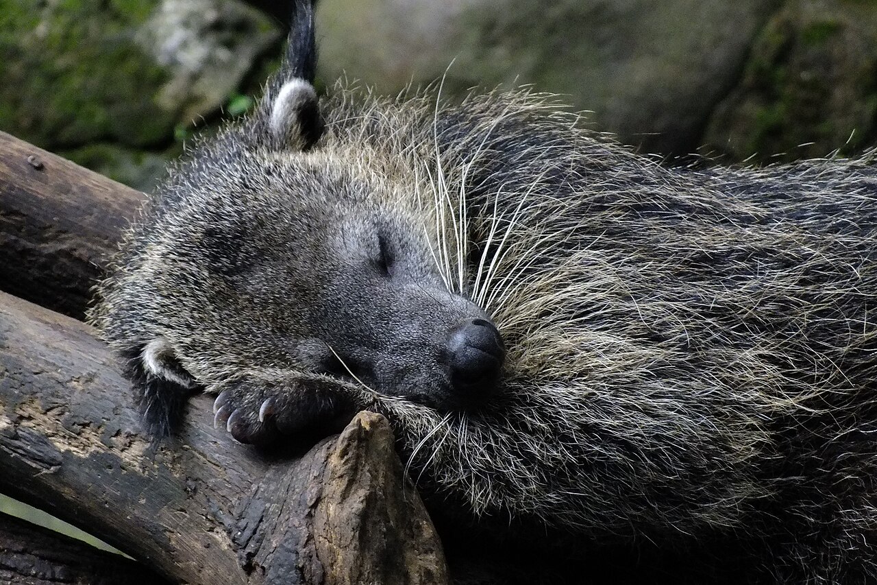 Binturong (Arctictis binturong)