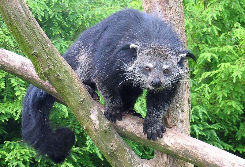 Binturong descansando en la rama de un árbol tropical