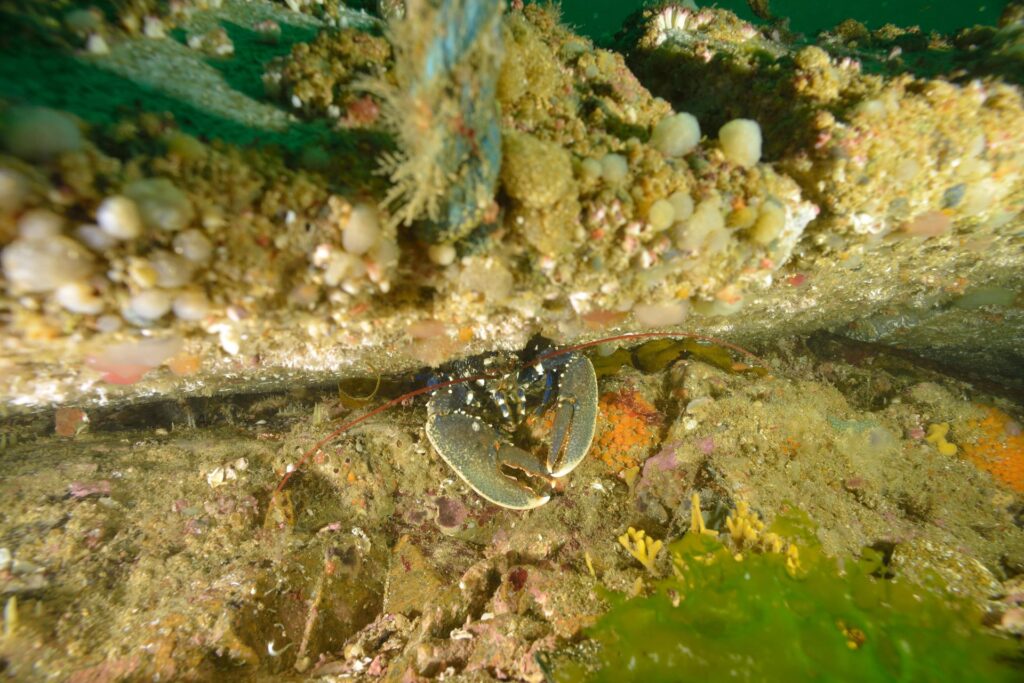 Bogavante europeo (Homarus gammarus) con sus pinzas asimétricas características