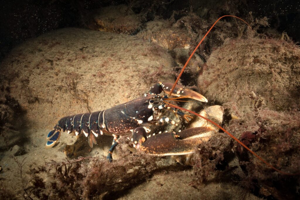 Bogavante (Homarus gammarus)