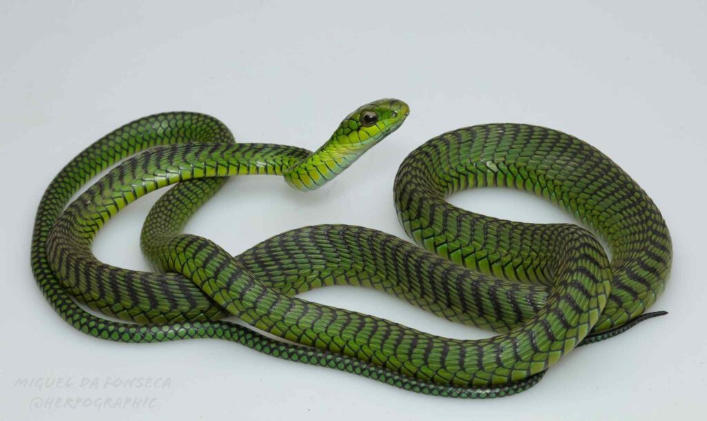Boomslang (Dispholidus typus) en una rama
