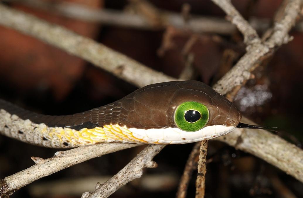 Boomslang (Dispholidus typus)