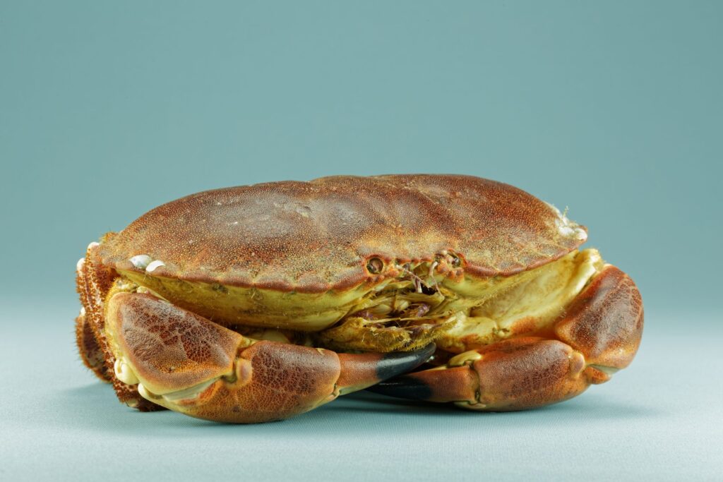 Buey de mar (Cancer pagurus)