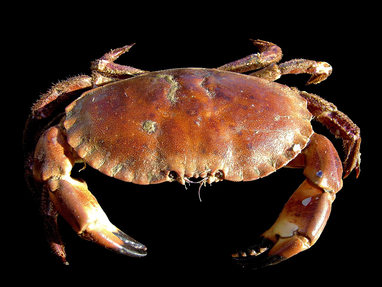 Buey de mar (Cancer pagurus)