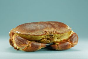 Buey de mar (Cancer pagurus)