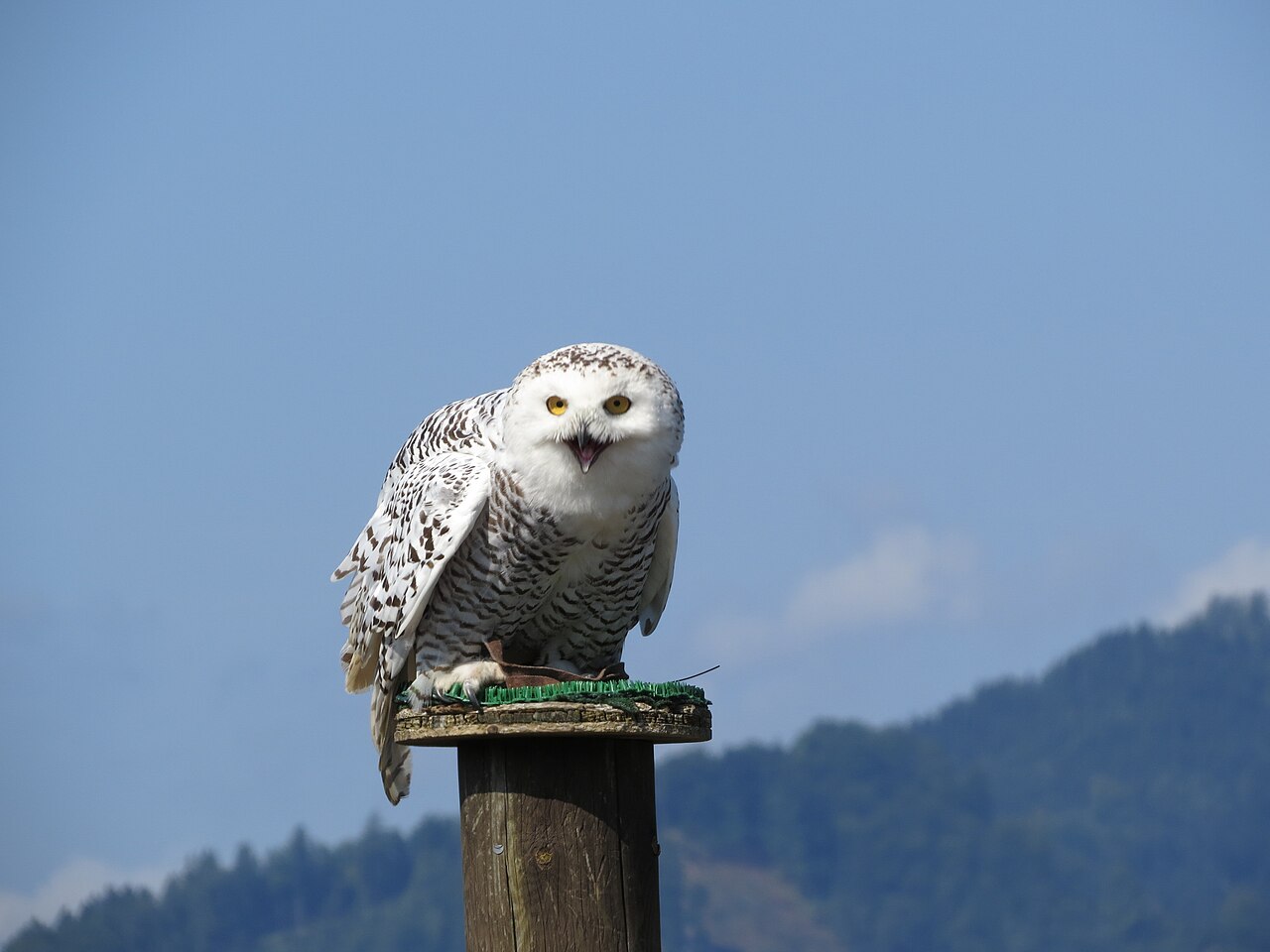 Búho nival (Bubo scandiacus)