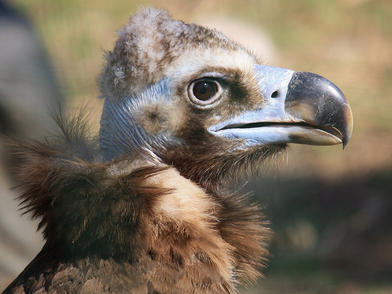 Buitre negro (Aegypius monachus)