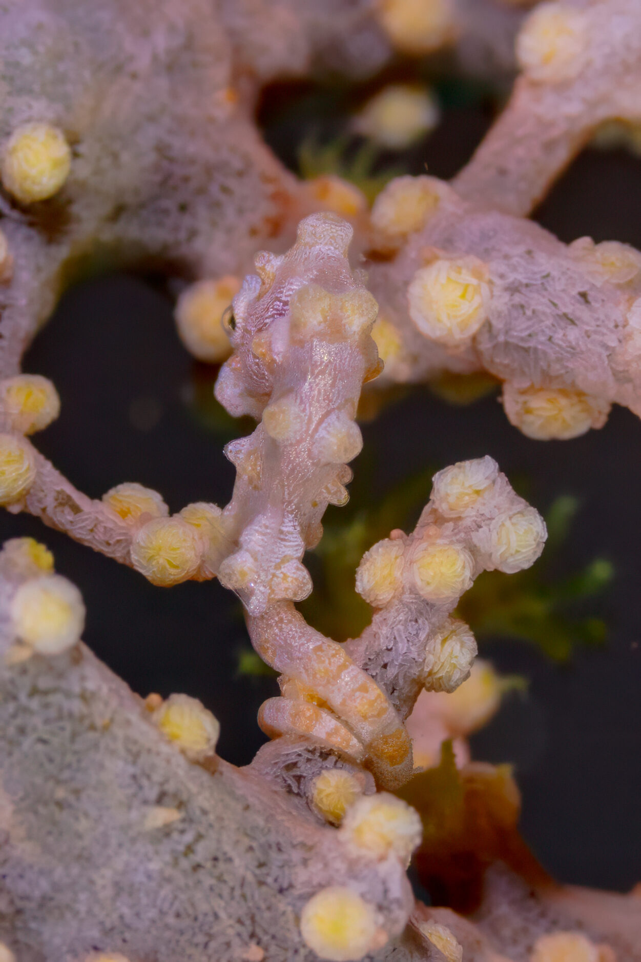 Caballito de mar enano (Hippocampus bargibanti)