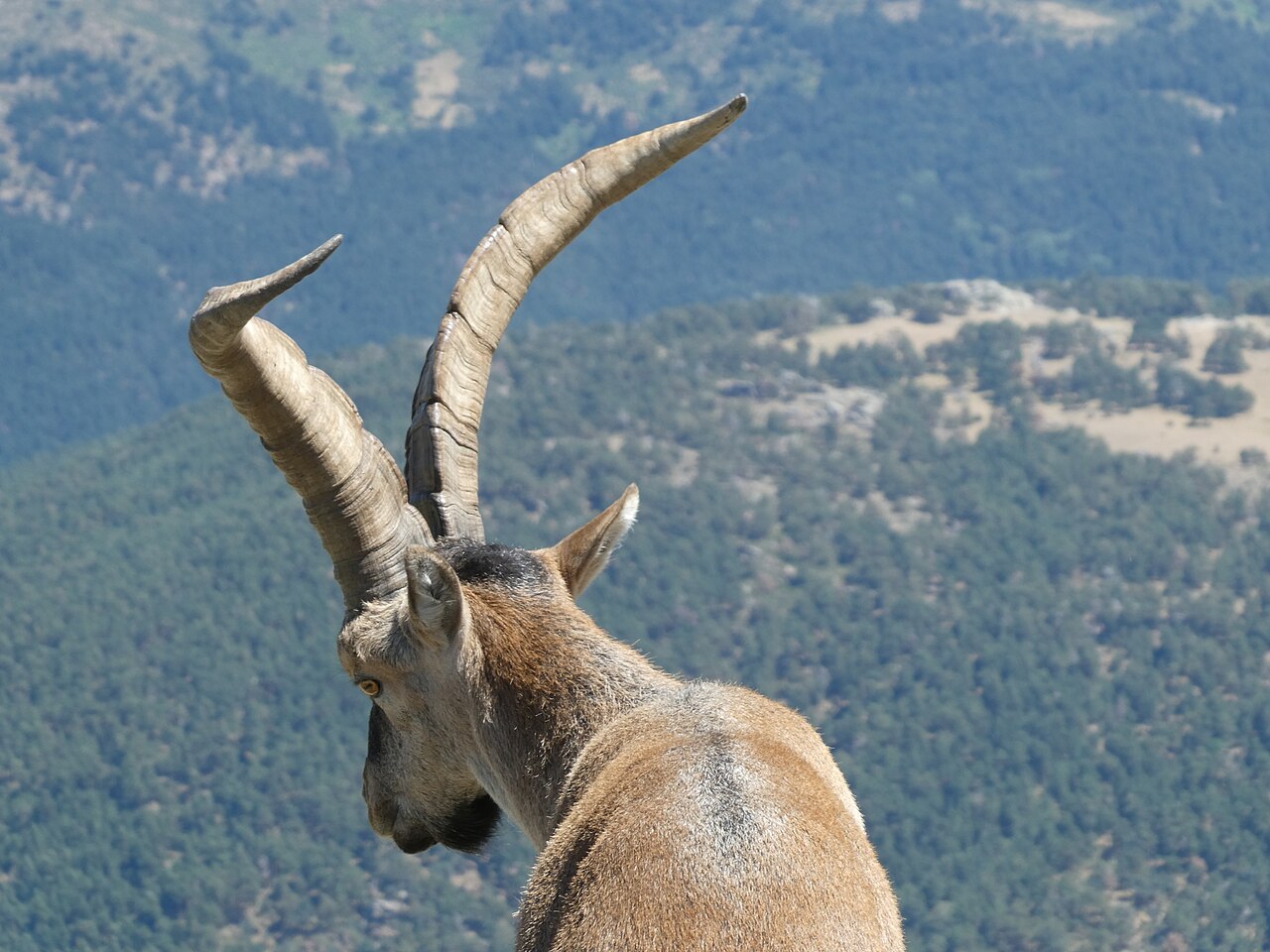 Cabra montés (Capra pyrenaica)