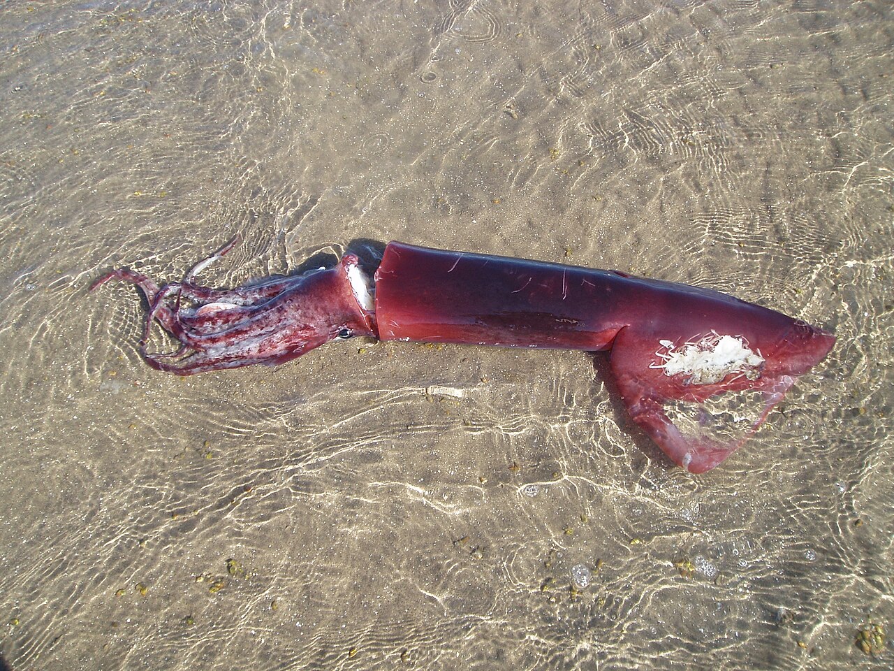 Calamar de Humboldt (Dosidicus gigas)