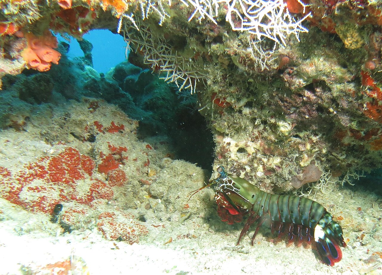 Camarón mantis (Odontodactylus scyllarus)