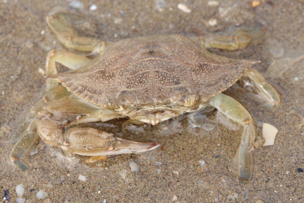 Cangrejo azul (Callinectes sapidus)