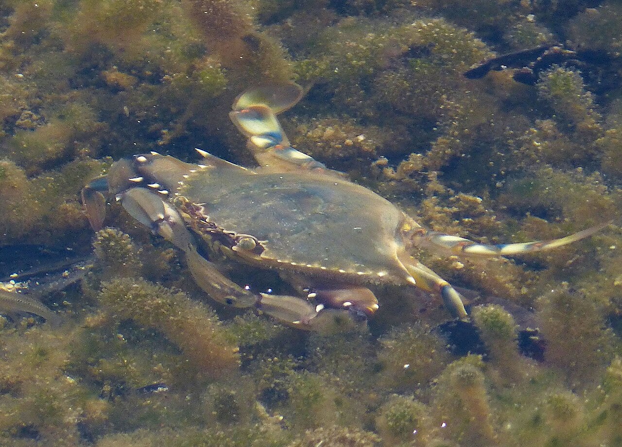 Cangrejo azul (Callinectes sapidus)