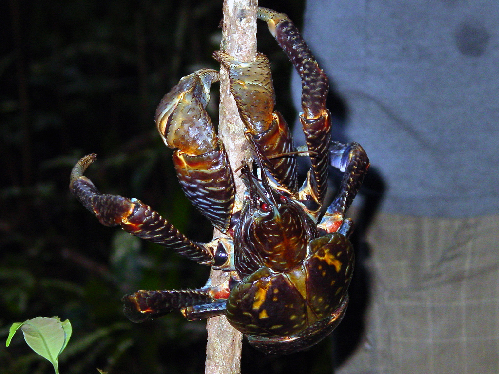 Cangrejo cocotero (Birgus latro)