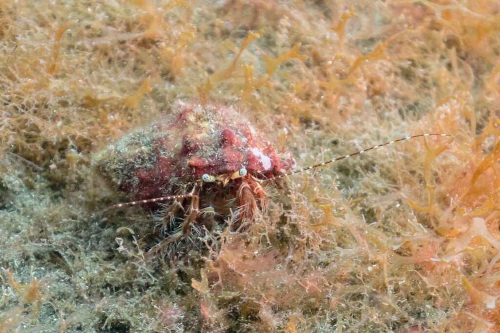 Cangrejo ermitaño (Pagurus bernhardus)